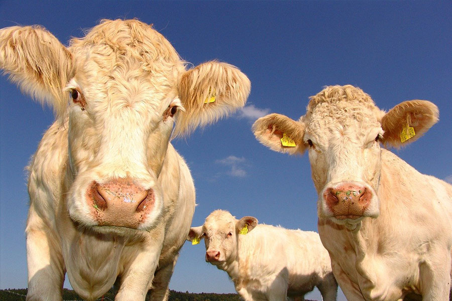 Tierfutter-Additive als natürliche Alternative zu Antibiotika in der Tierernährung